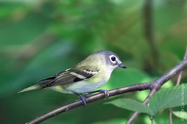 blueheadedvireo1