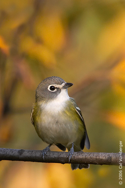 Passeriformes