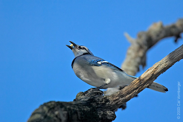 Cyanocitta cristata