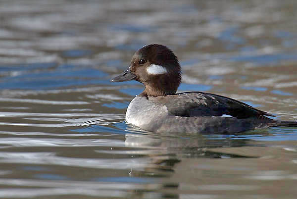 Euteleostomi