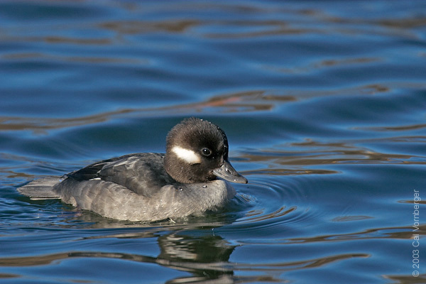 Anseriformes