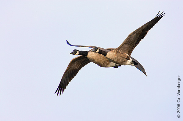 canadageese