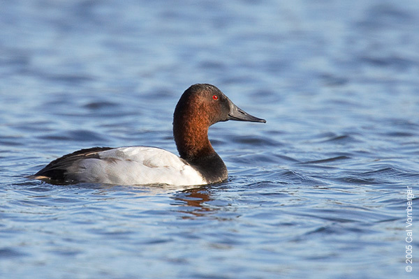 Anseriformes