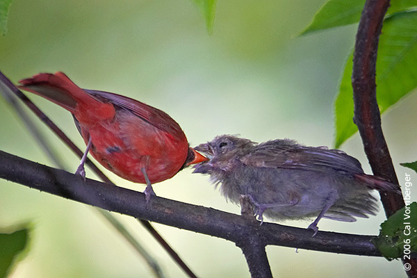 Cardinalis cardinalis