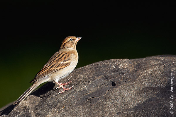 Spizella passerina