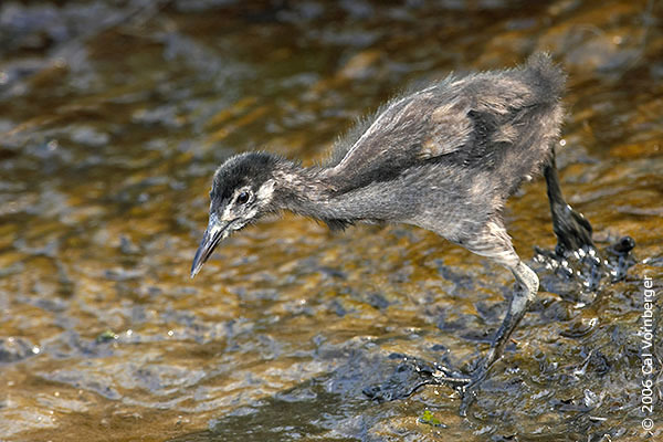 Gruiformes