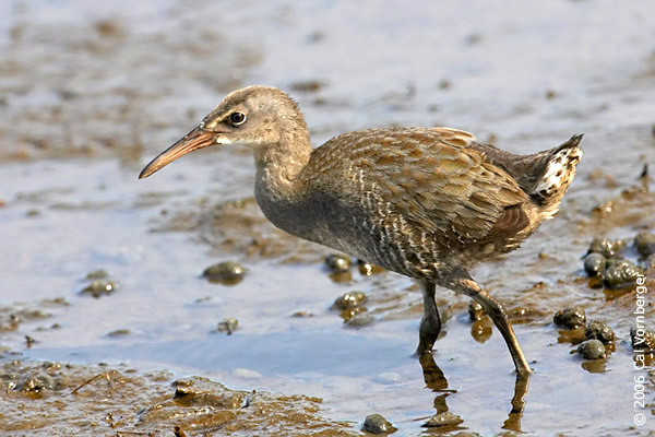 Rallus longirostris