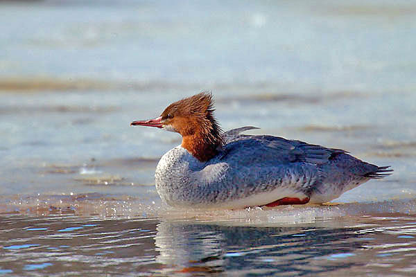 Anseriformes