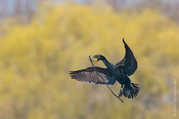 Phalacrocorax auritus