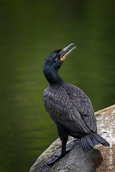 Phalacrocorax