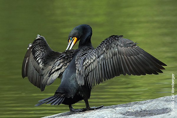 Phalacrocorax auritus