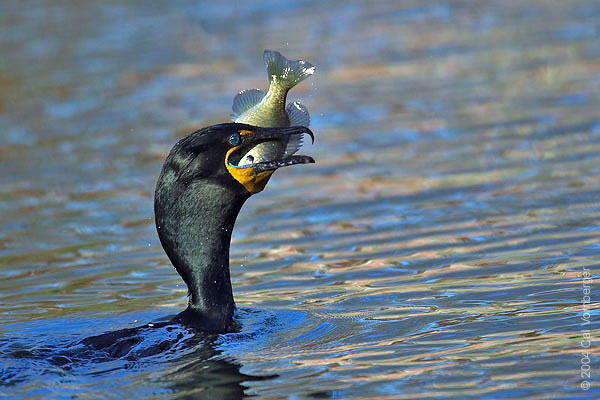 cormorant7_eatfish