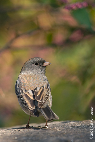 Passeriformes