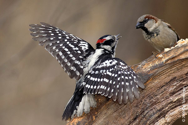 Passer domesticus