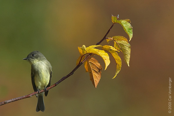 Passeriformes