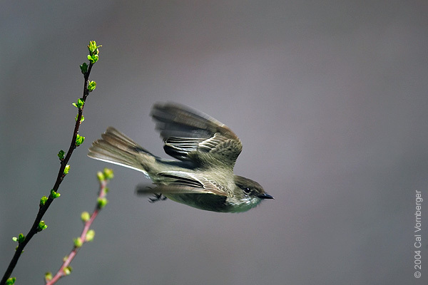 Passeriformes