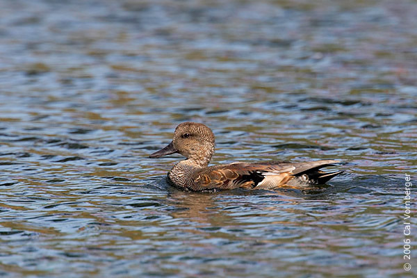 gadwall