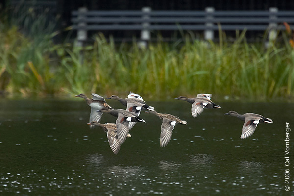 gadwalls