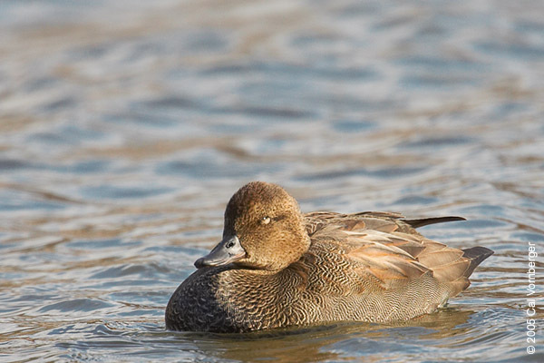 Anseriformes