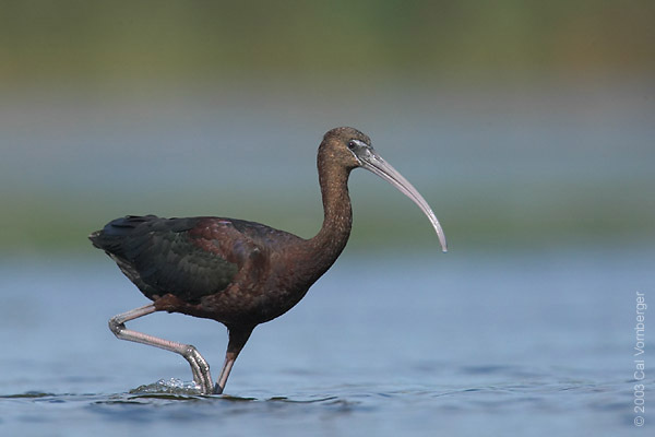 glossyibis2