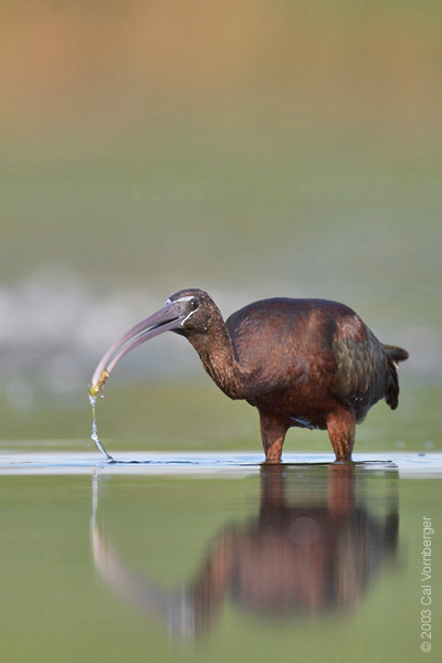 glossyibis3