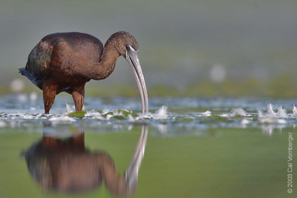 glossyibis4