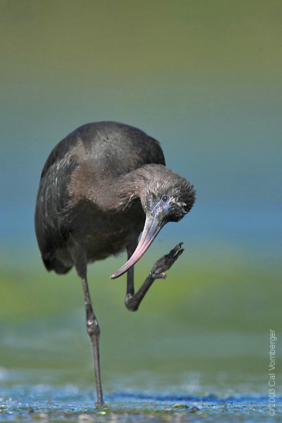 Ciconiiformes