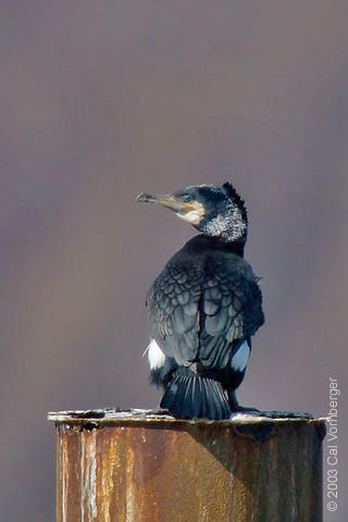 Phalacrocoracidae