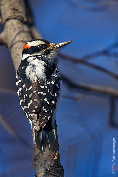 Piciformes