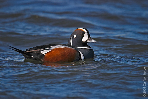 Anseriformes