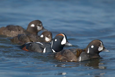 harlequinducks