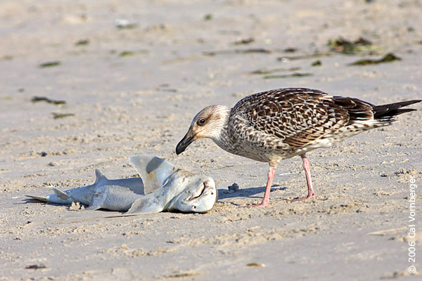 Larus argentatus