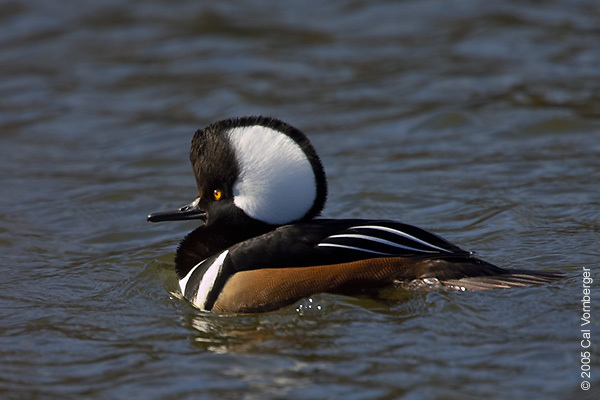 hoodedmergansermale