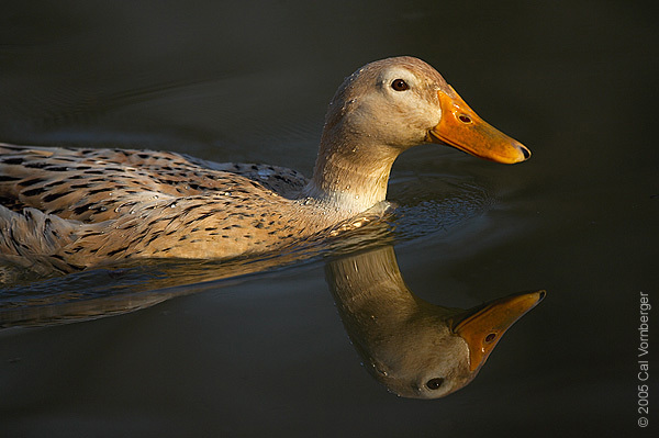 hybridduck