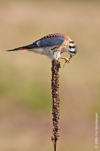 Falconiformes