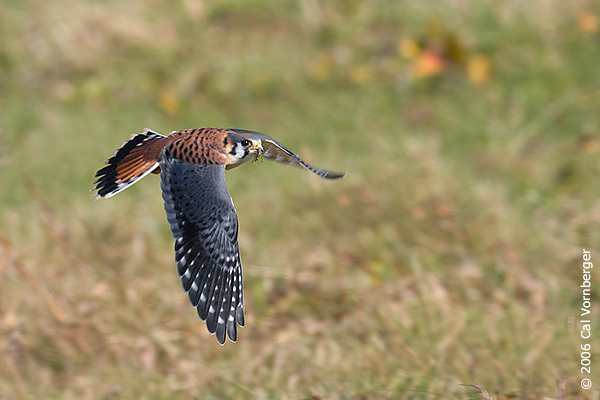 Falconinae