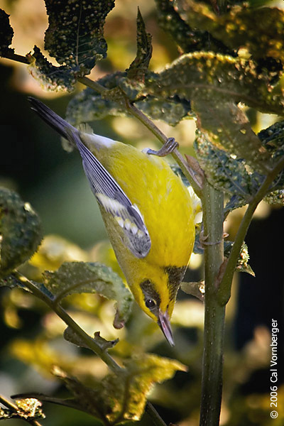 lawrenceswarbler