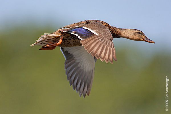 mallardfemalflight