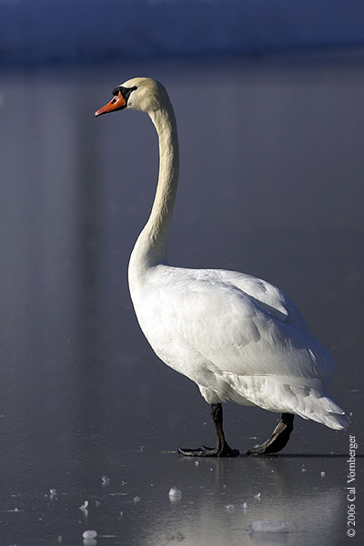 Anseriformes