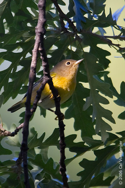 nashvillewarbler