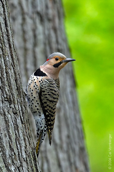 Colaptes auratus