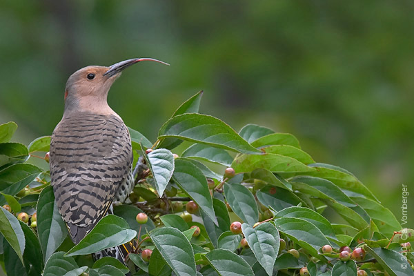 Piciformes