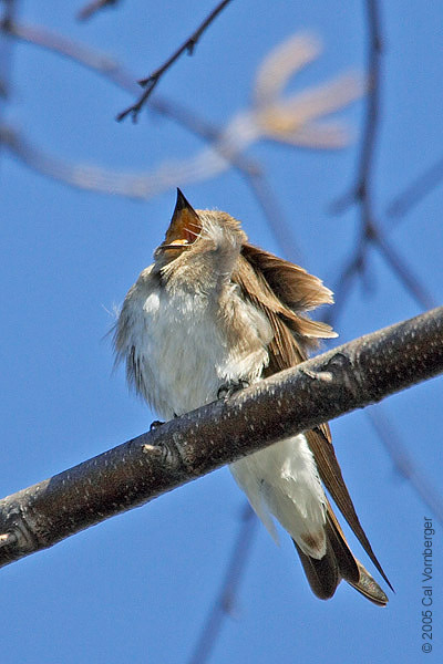 northroughwingswallow_yawn