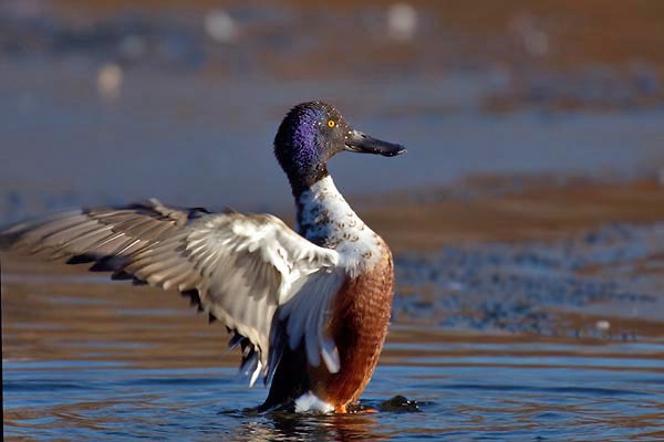 Anseriformes