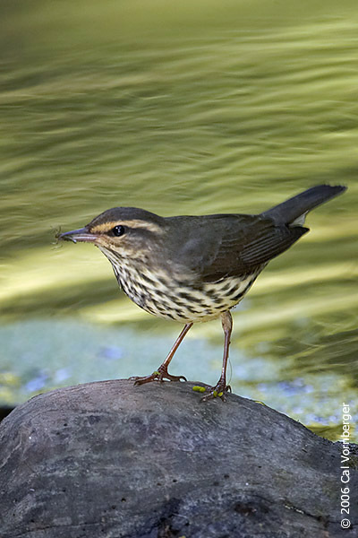 northwaterthrush3