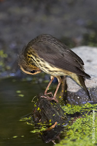 Passeriformes