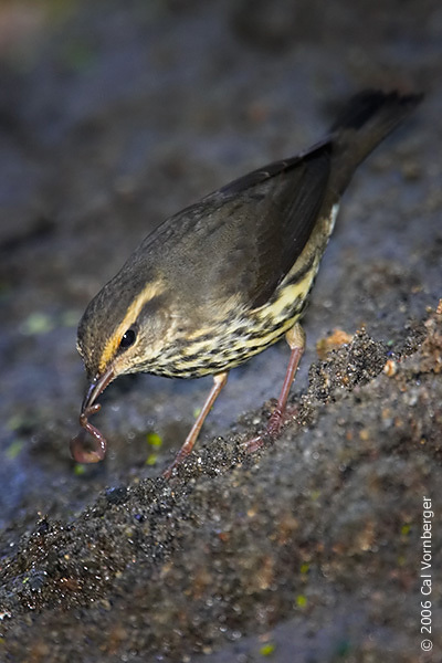 Passeriformes