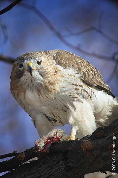 Buteo