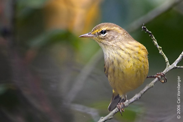 palmwarbler