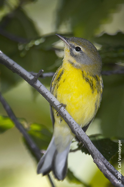 palmwarbler2